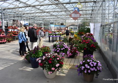 Visitors looking at the mixes made with the Sakata varieties.